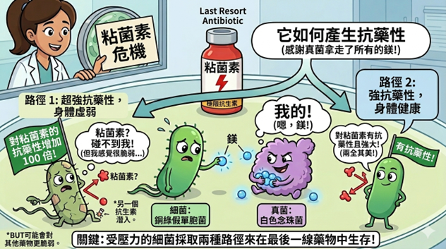 鎂離子之戰：真菌和細菌的競爭如何引起超強抗藥性的病原體產生