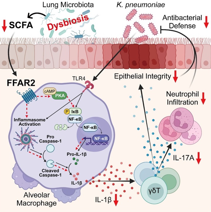 Lung dysbiosis disrupts an FFAR2-mediated innate immune circuit against Klebsiella pneumoniae