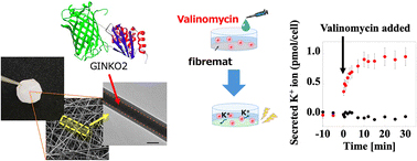 Potassium ion fluorescent sensing in chemically stimulated mammalian cells using a GINKO2-encapsulated sensor fibremat