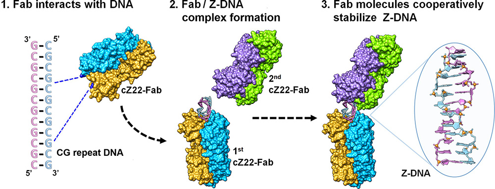Structural basis of B-to-Z DNA transition mediated by an anti-Z-DNA antibody
