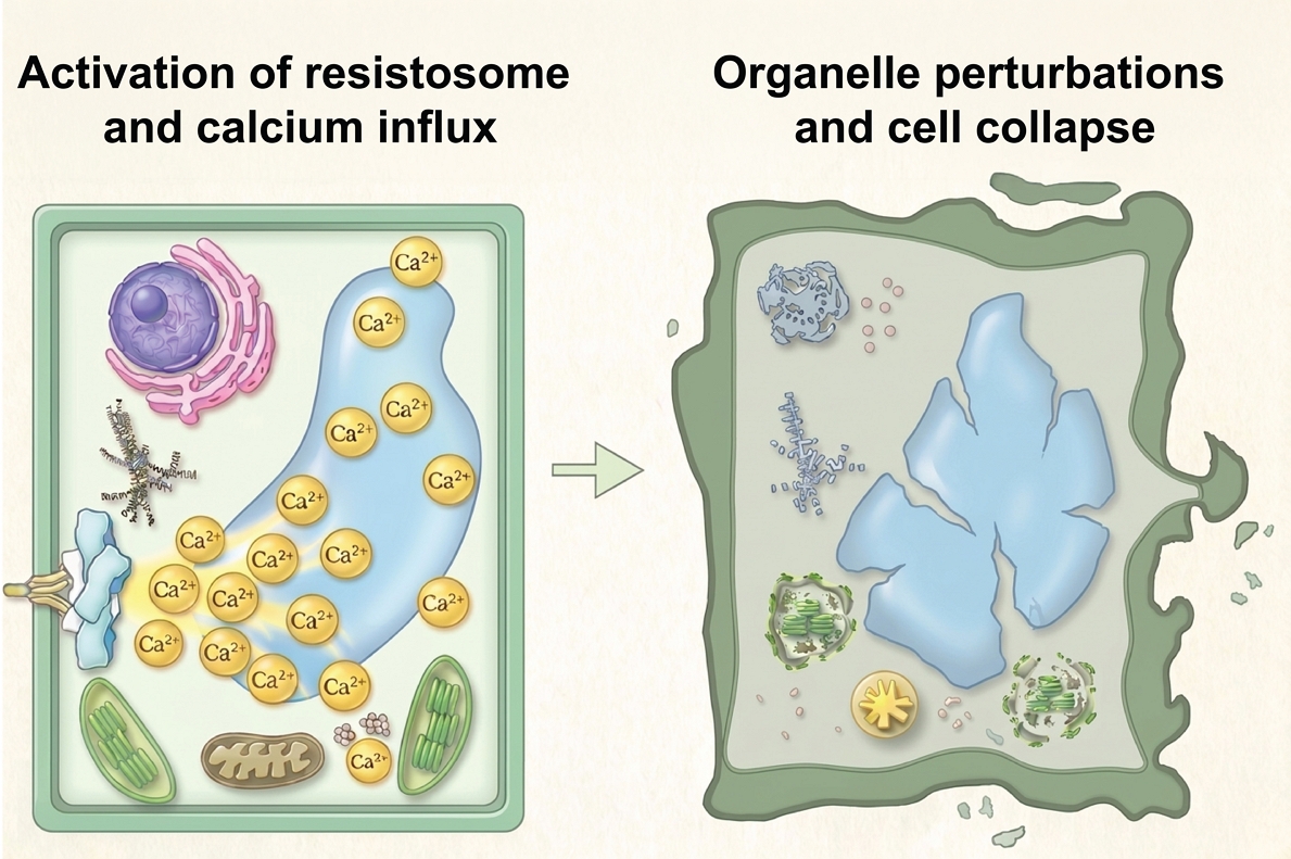 解碼植物過敏性細胞死亡的執行過程：從鈣離子訊號到細胞崩解