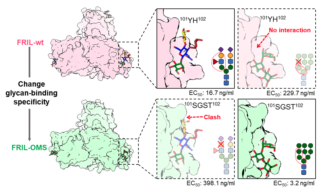 Altering the Carbohydrate-Binding Specificity of the Legume Lectin FRIL Through Structure-Guided Engineering