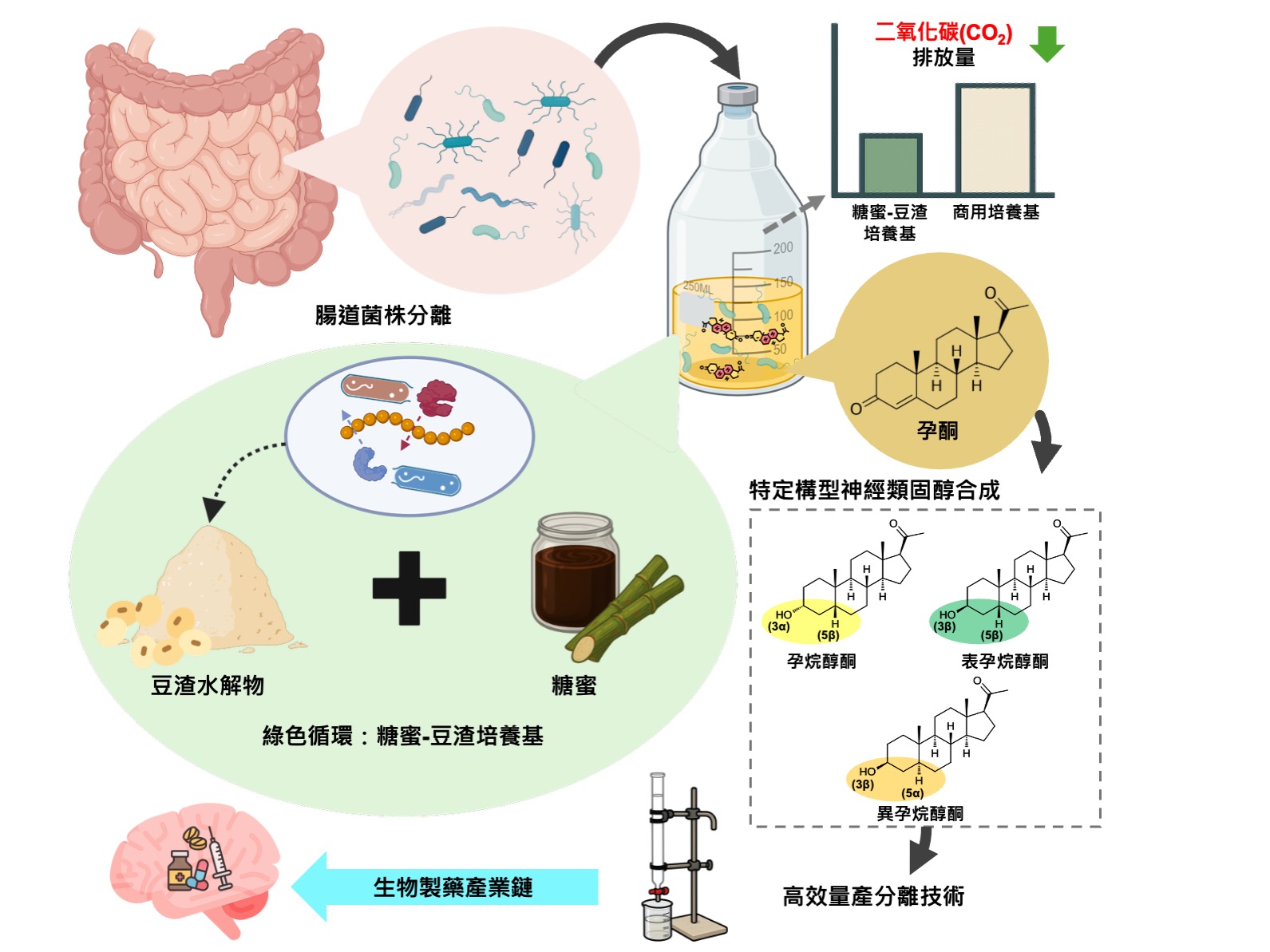 Gut Bacteria Become Micro-Pharmaceutical Factories: Precise Neurosteroid Synthesis Achieved Using Plant Waste
