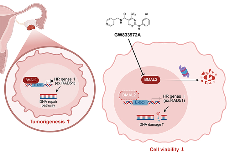 BMAL2 is a druggable target for ovarian clear cell carcinoma (OCCC)