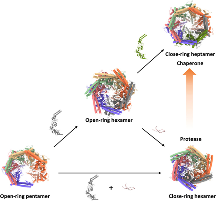 Bifurcated assembly pathway and dual function of a Lon-like protease revealed by cryo-EM Analysis