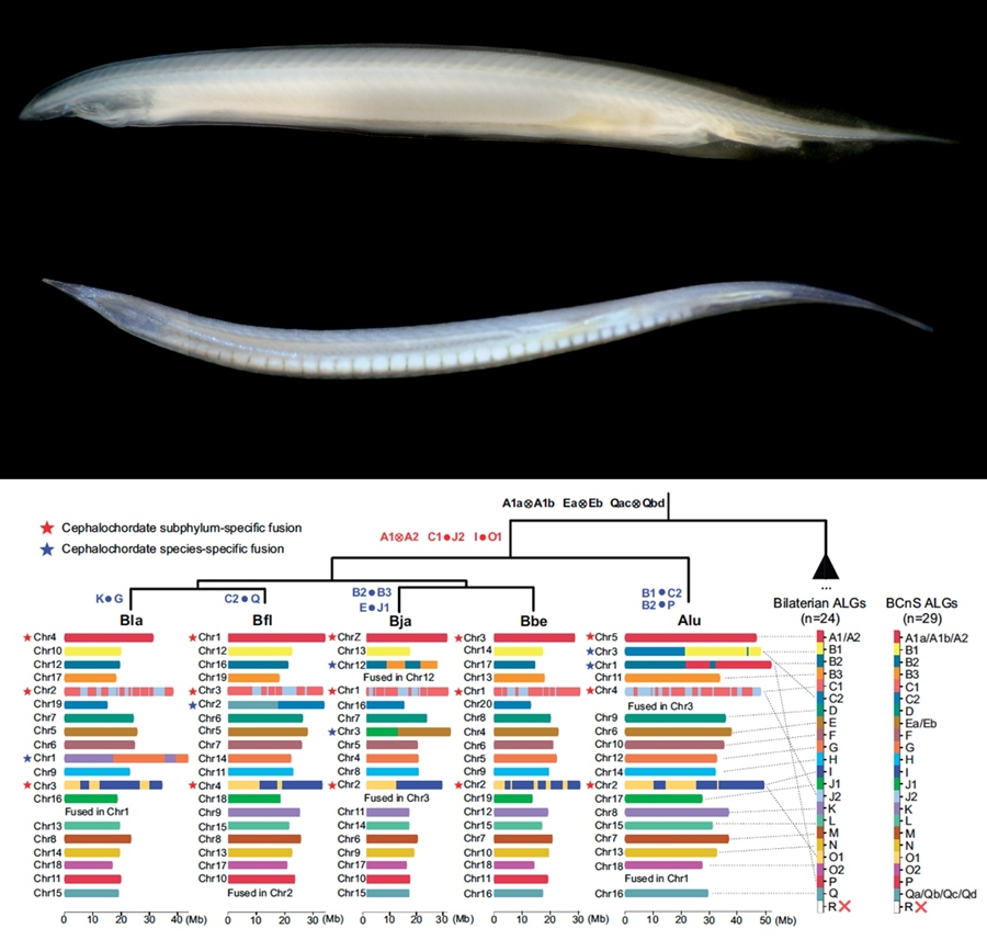 Insights into cephalochordate genome and gene evolution from the early-diverging amphioxus Asymmetron lucayanum