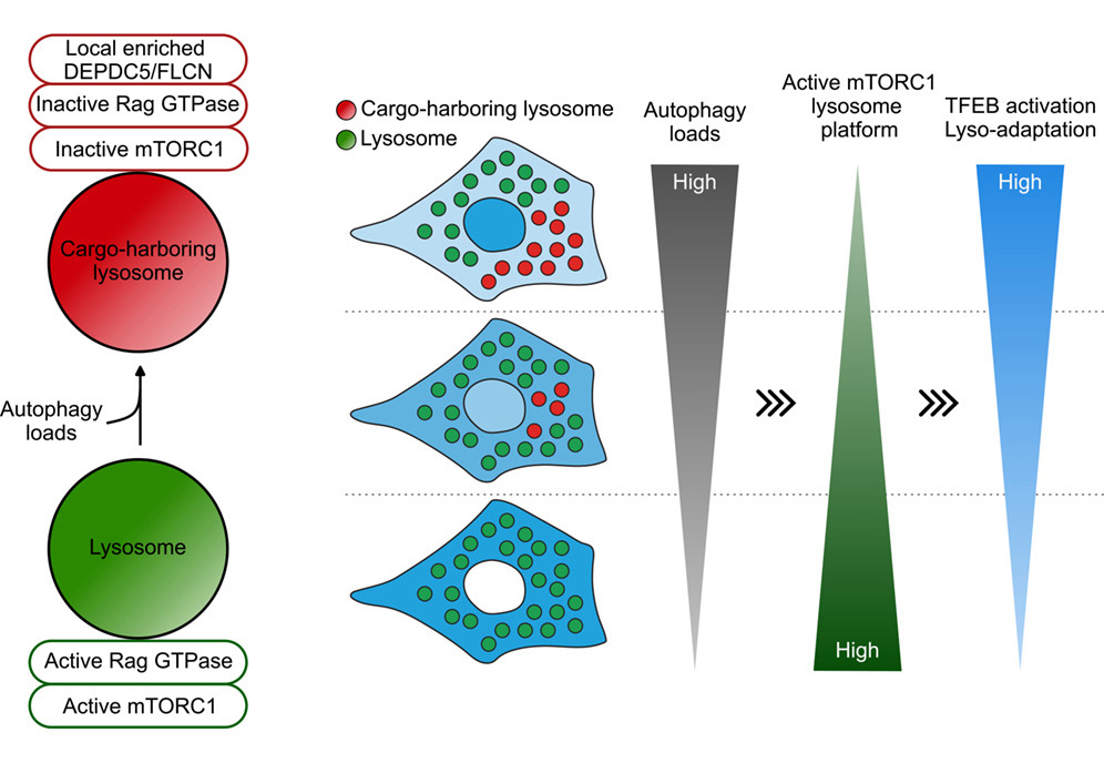 Graded activation of the CLEAR network through mTORC1 suppression on cargo-harboring lysosomes
