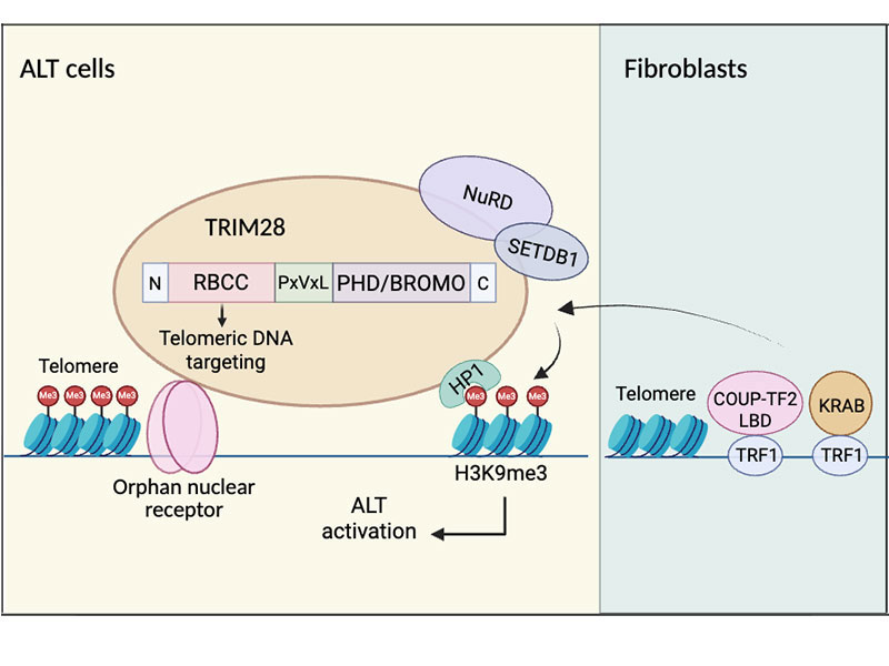 Orphan nuclear receptors recruit TRIM28 to promote telomeric H3K9me3 for the ALT pathway