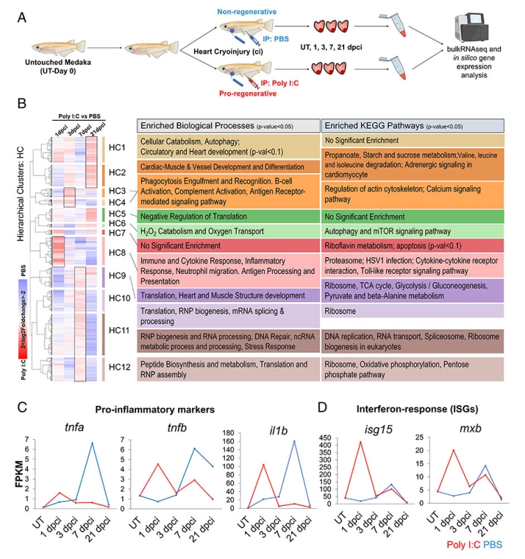 Immune modulation promotes heart regeneration through macrophage and Granulin functions in medaka