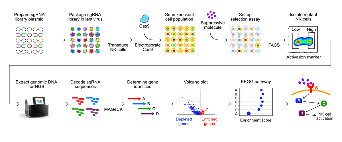 Genome-wide CRISPR screens in primary human natural killer cells identify countermeasures against immunosuppressive environment