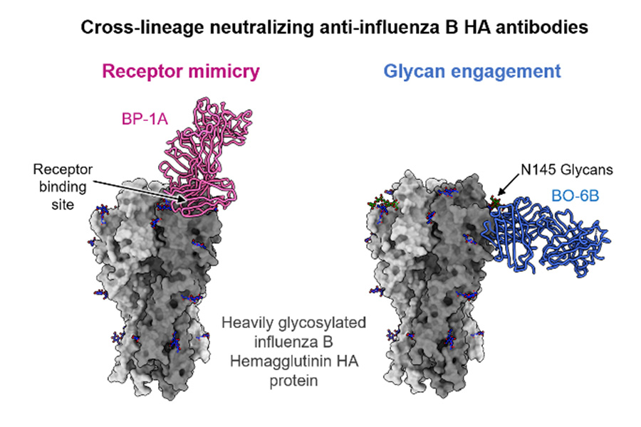 Broad neutralization of influenza B hemagglutinin antibodies via receptor mimicry and glycan engagement