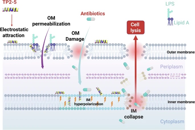 Antimicrobial peptide-induced inner membrane hyperpolarization is associated with antibiotic sensitization and attenuated MIC escalation in multidrug-resistant Gram-negative pathogens