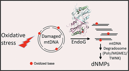 Human Endonuclease G Preferentially Cleaves Oxidatively Damaged DNA