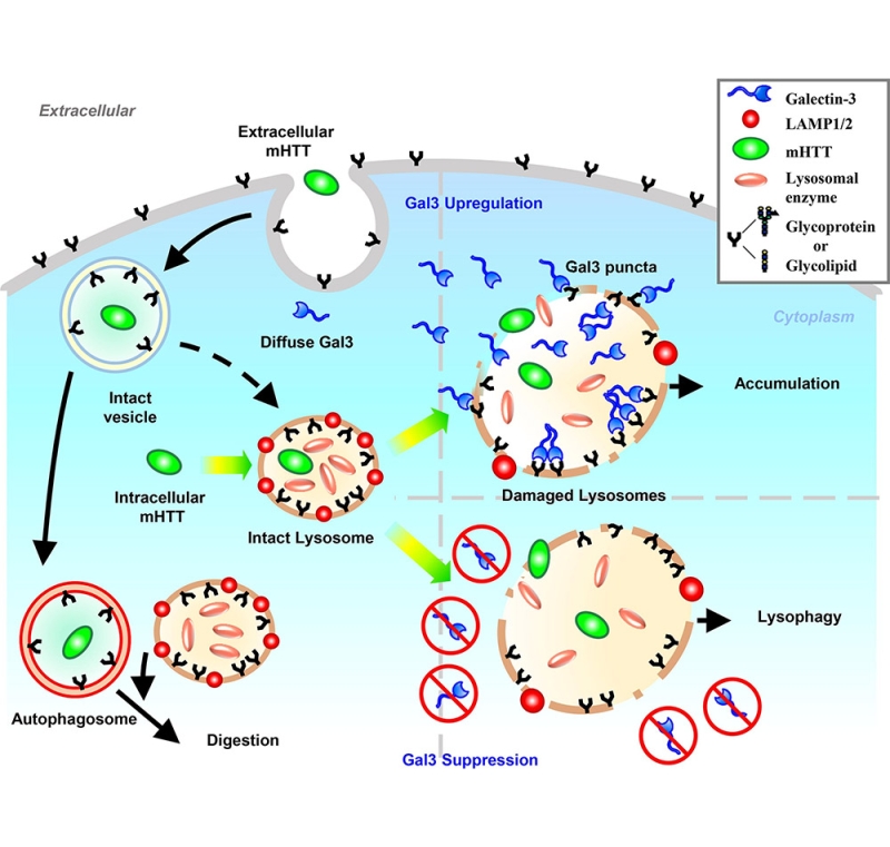 Galectins as stress-integrating regulators of neuroimmune signaling and proteinopathy in the central nervous system