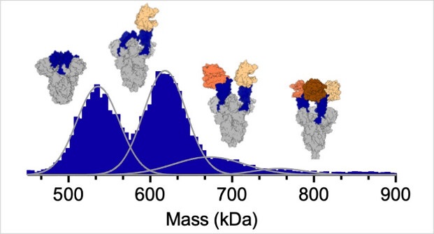 Mass Photometry Reveals Distinct ACE2 Binding Stoichiometries across SARS-CoV-2 Omicron Subvariants