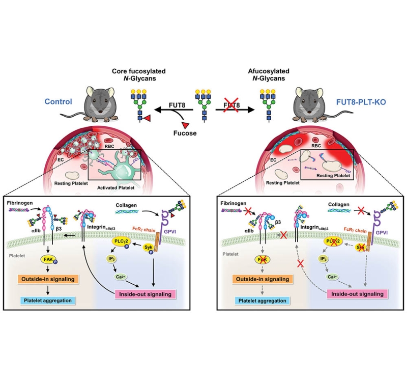 FUT8-Dependent Core Fucosylation: Essential for Platelet Function and a Target in Thrombosis