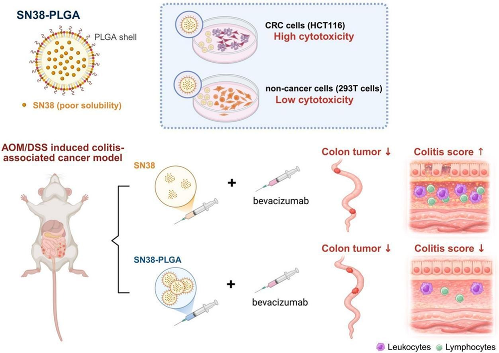 SN38 PLGA nanoparticles provide sustained antitumor efficacy and ameliorate colitis severity in a murine colitis-associated cancer model