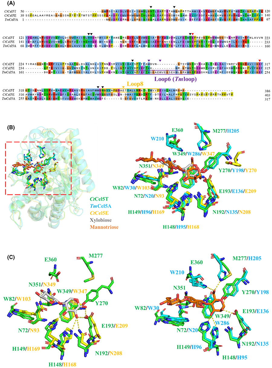 Identification of a structural mechanism for prediction and discrimination of substrates for multifunctional GH5 cellulases/hemicellulases