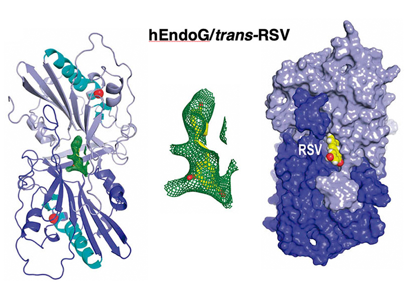 Resveratrol isomers with opposing activities target endonuclease G to modulate neurodegeneration and mitochondrial elimination