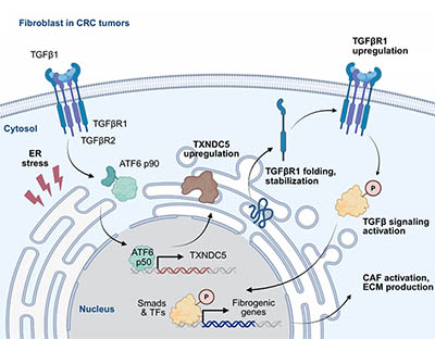 Targeting fibroblast TXNDC5 resolves tumor desmoplasia and PD-1 resistance in colorectal cancer with mesenchymal traits