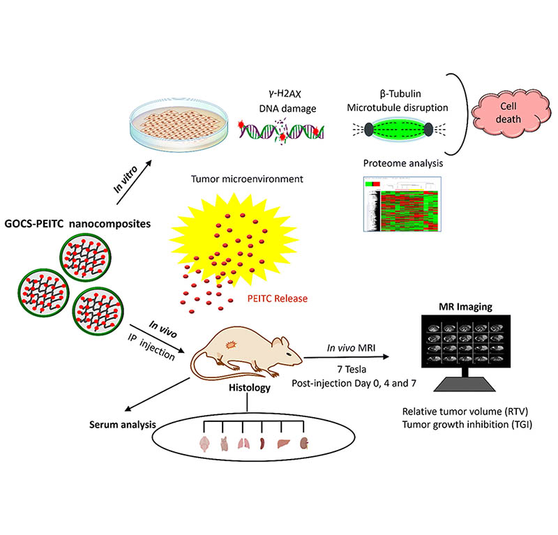 Graphene oxide-chitosan nanocomposites for phenethyl isothiocyanate delivery in glioma