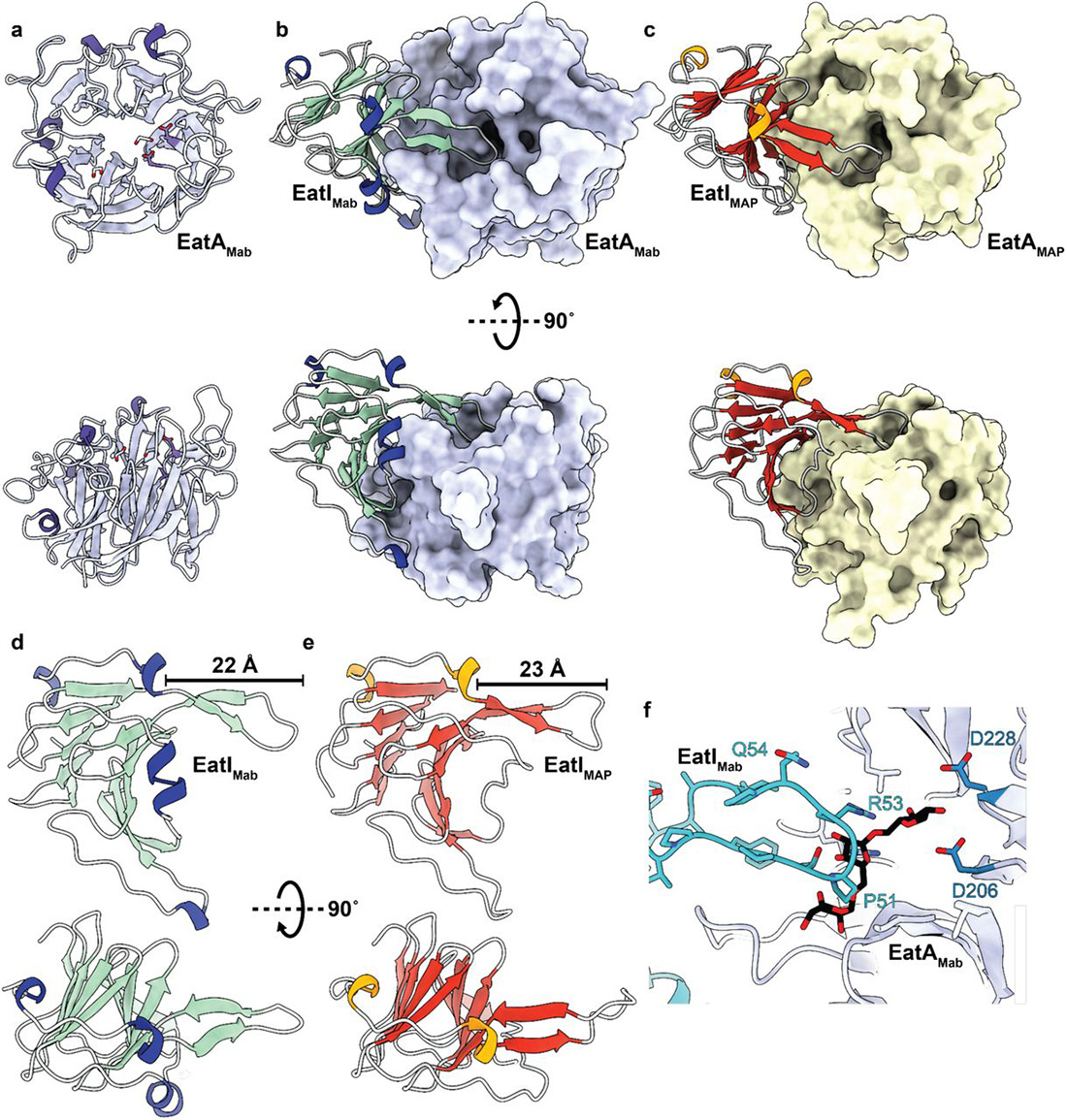 A Type VII-secreted toxin enables inter-mycobacterial competition