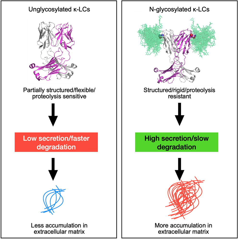 Multifaceted effects of N-glycosylation on amyloidogenic κ light chains in AL amyloidosis