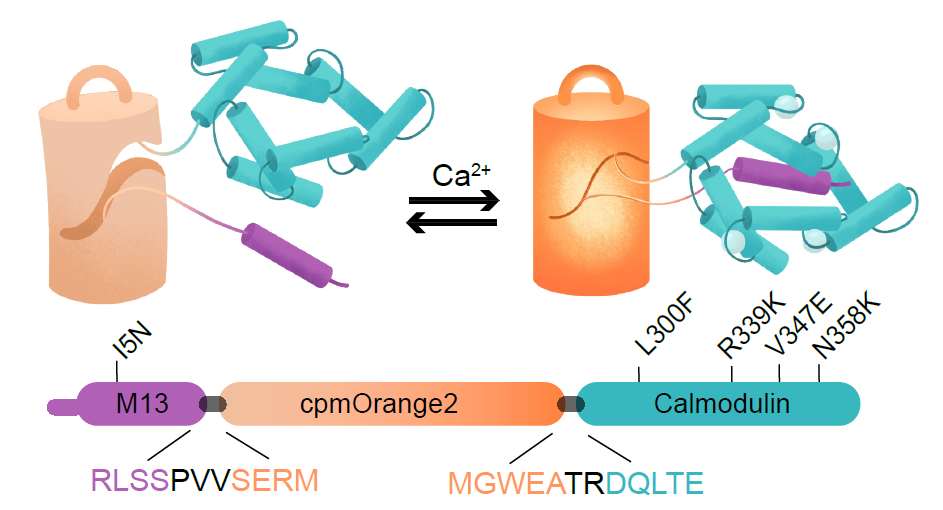 A sensitive orange fluorescent calcium ion indicator for imaging neural activity