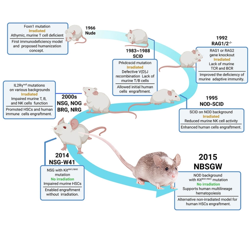 Establishing human immune system mice: application, opportunity, and challenges
