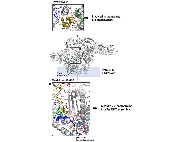 Structure and functional analyses of vaccinia virus J5 protein reveal distinct determinants for entry-fusion complex assembly and activation