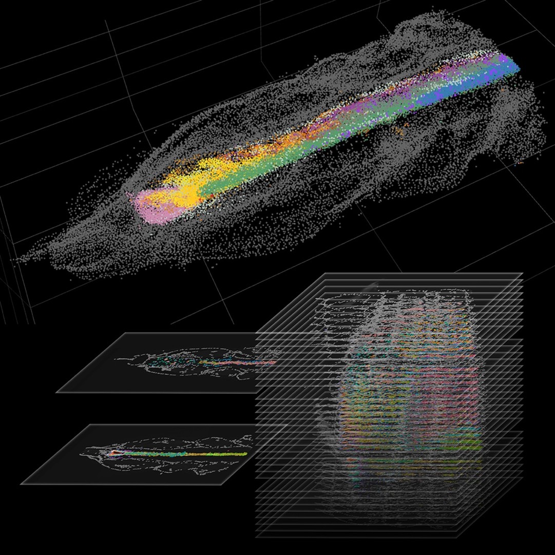 探索脊椎動物大腦的演化起源：中研院團隊構建完成「文昌魚3D大腦細胞圖譜」