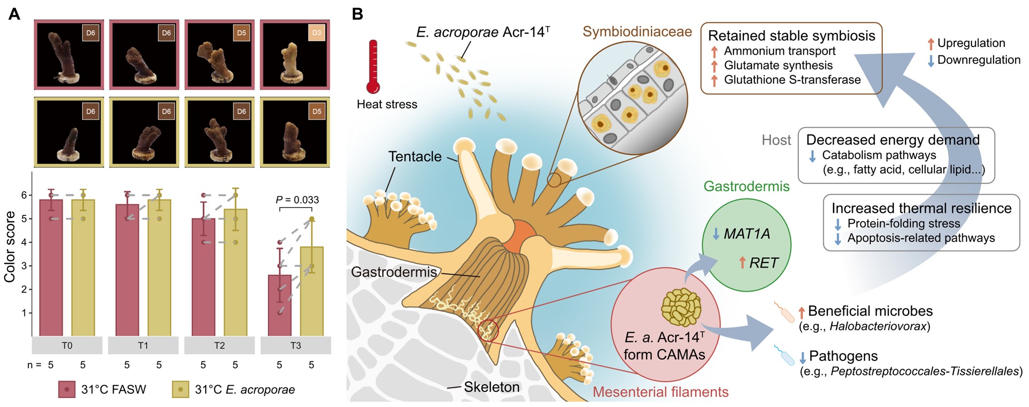提升珊瑚抗熱能力的益生菌Endozoicomonas acroporae 首揭珊瑚與微生物合作抵抗全球暖化的機制