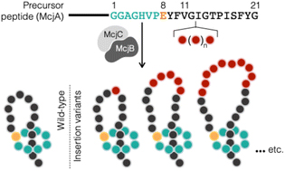 Precursor gene engineering expands the loop region of the lasso peptide microcin J25