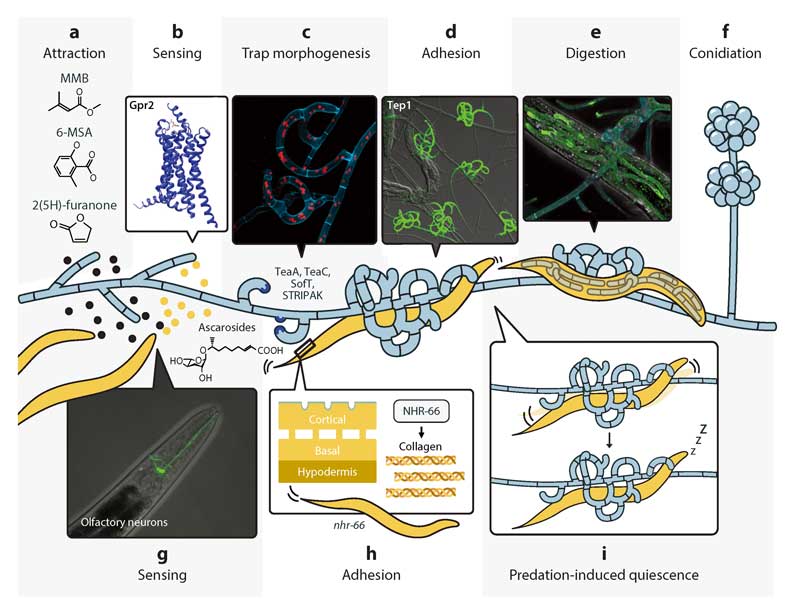 Nematode-Killing Fungi: Model Systems for Fungal–Animal Interactions