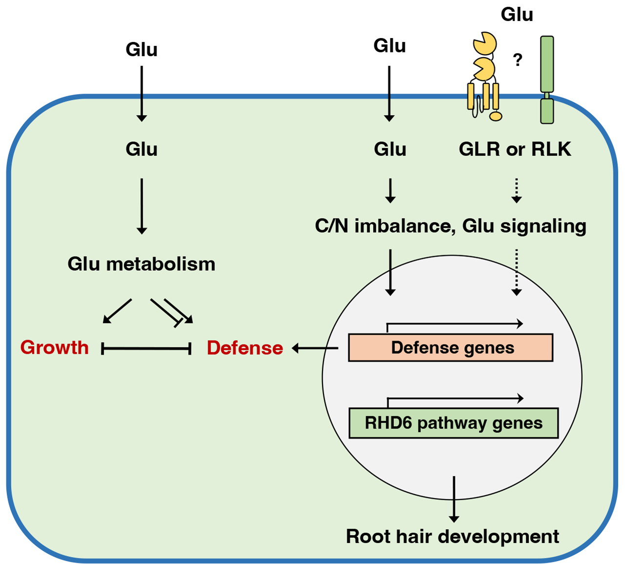 Glutamate triggers defense responses and promotes root hair elongation in Arabidopsis