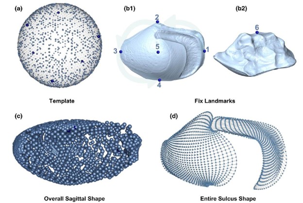 “Ear stones” reveal clues to the evolutionary history and ecological adaptations of fishes