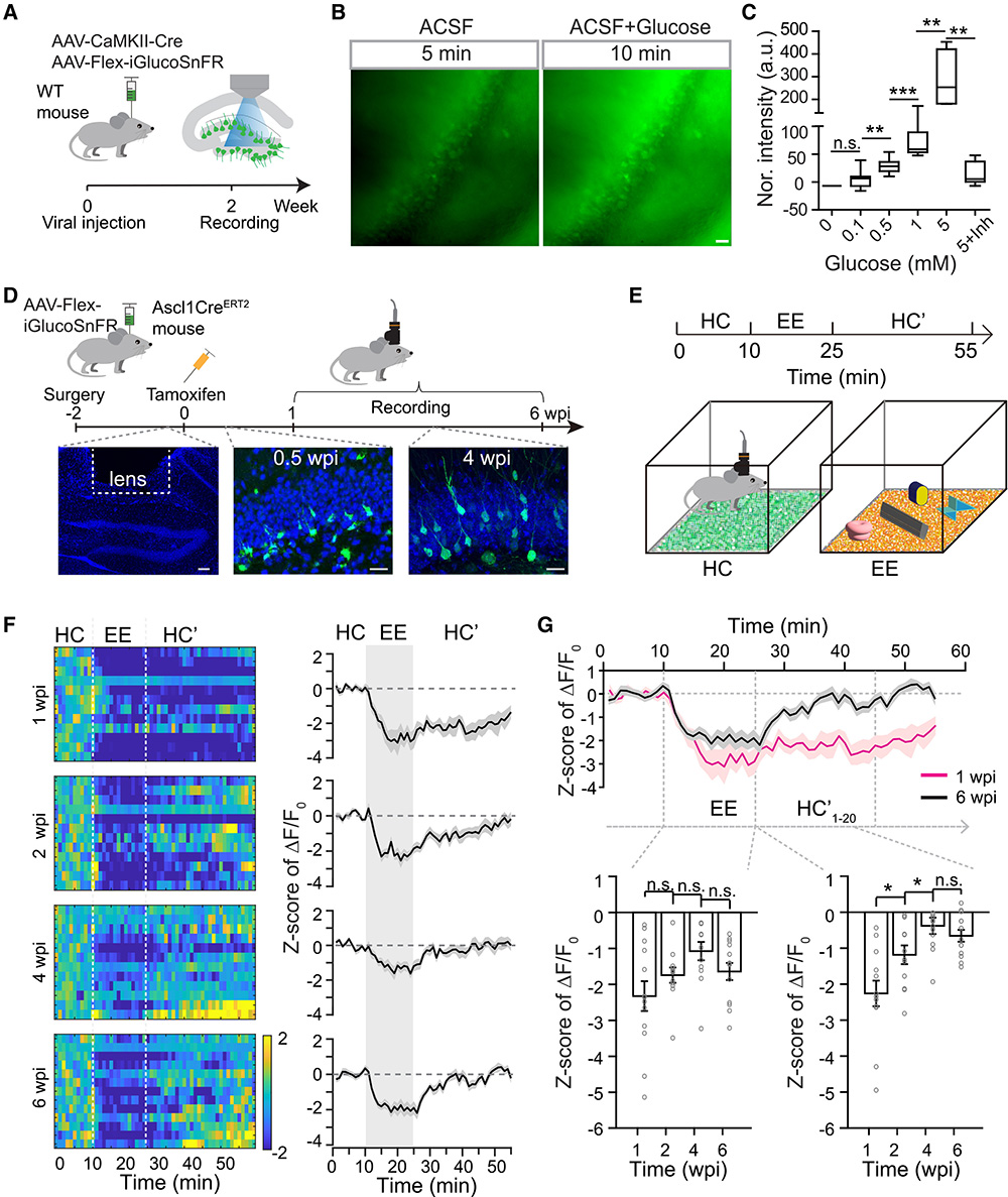 Astrocytic glucose metabolism regulates the survival of newborn hippocampal neurons in the adult brain