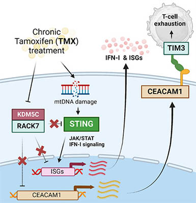 Dual Role of Tamoxifen in Enhancing STING and CEACAM1 Expression to Prime a Favorable Tumor Microenvironment for Anti-TIM3 Immunotherapy