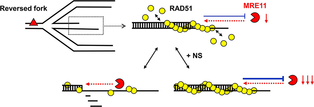 Nucleostemin promotes RAD51 filament assembly on double-stranded DNA to protect stalled replication forks
