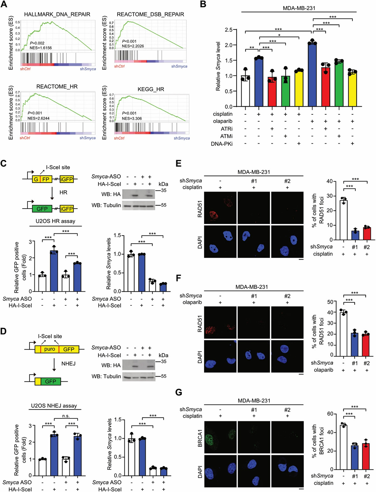 Smyca-FOXM1 ribonucleoprotein complex promotes homologous recombination and tumor immune evasion to define a therapeutic target of triple-negative breast cancer