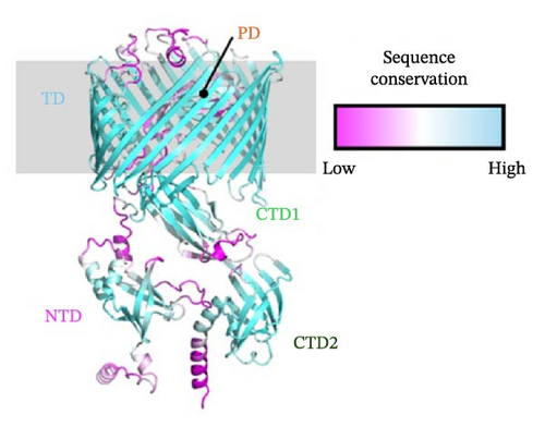 Characterization and Evaluation of the Pathogenicity of a Novel Alpha Family Chaperone-Usher Pilus Present on Porcine Enterotoxigenic Escherichia coli