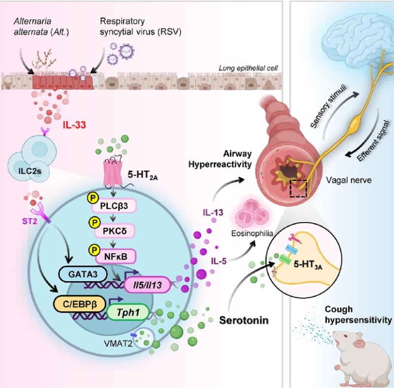 A pulmonary innate lymphoid cell-driven serotonergic neuroimmune axis orchestrates airway hyperreactivity and cough hypersensitivity
