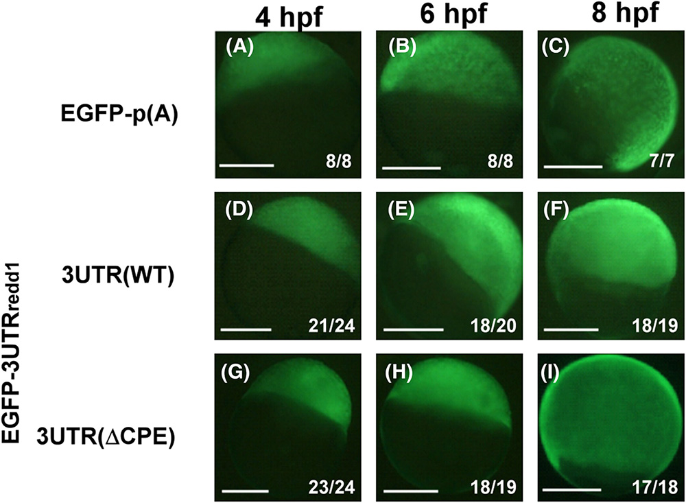 Maternal redd1 mRNA decline triggers mTORC1 activation during the blastula-gastrula transition in zebrafish embryos