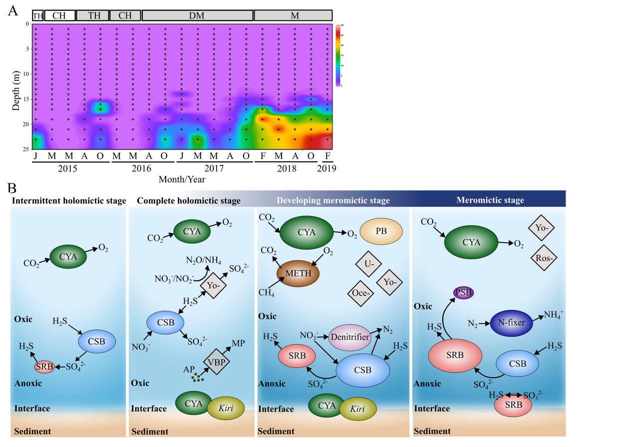 Microbial Insights Reveal Biogeochemical Shifts During Rare Mixing in a Meromictic Lake