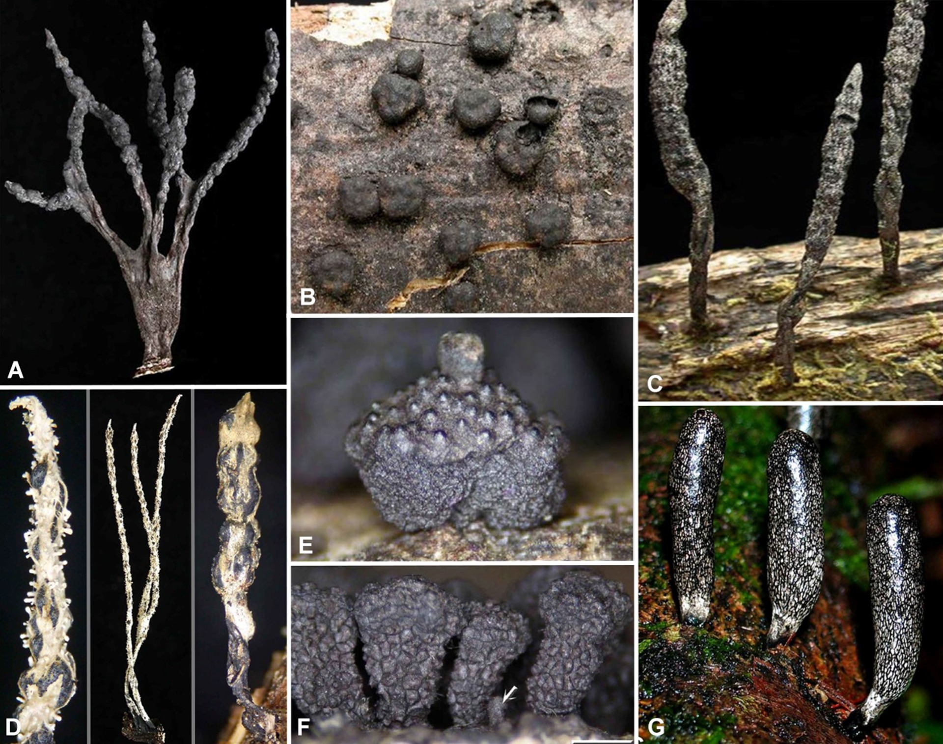 Taxonomic revision and phylogenetic analysis of Xylaria in French Guiana, including 38 new species and one new combination