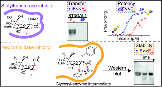 Synthesis and Application of 3,3-Difluoro Sialic Acid as a Sialyltransferase and Neuraminidase Inhibitor