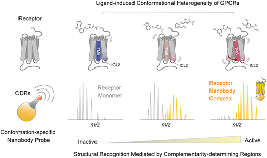 Native Mass Spectrometry Reveals Ligand-Specific Conformational Heterogeneity of the β1-Adrenergic Receptor Using Nanobody Probes