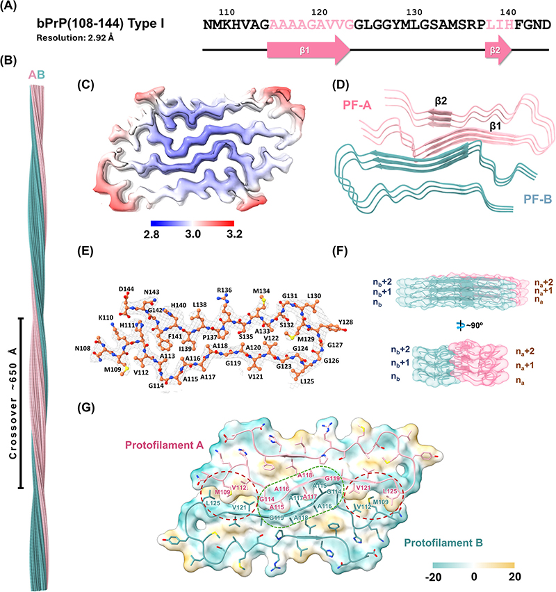 Cryo-EM Analysis of Bovine PrP(108–144) Fibrils and Implications for Sequence-Dependent Species Barriers