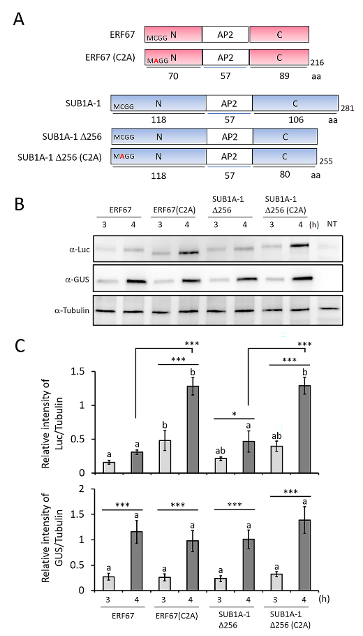 Structural and regulatory features associated with elevated accumulation of the rice ERFVII transcription factor SUB1A-1