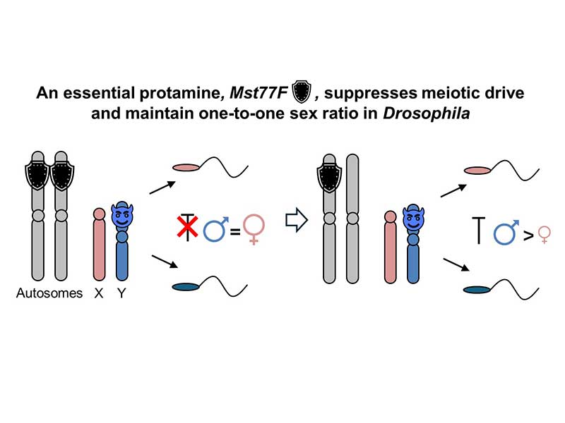 Rapid protamine evolution suppresses meiotic drive in Drosophila